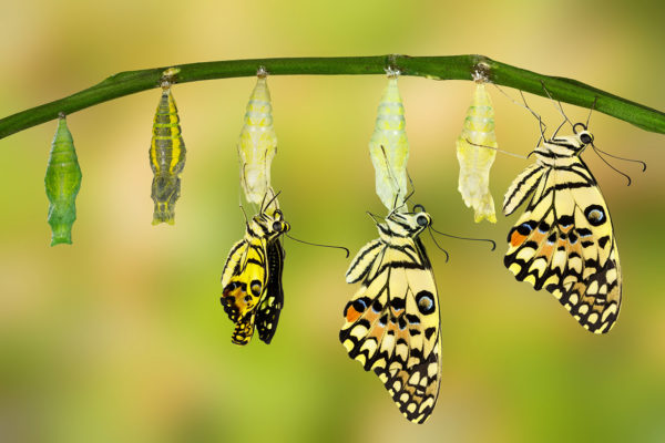 transformation butterfly